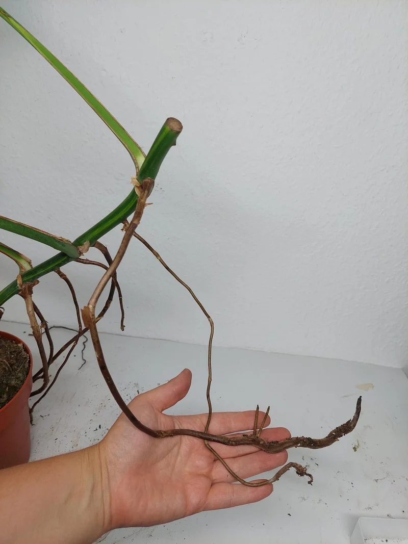 Monstera Aurea Stecklinge