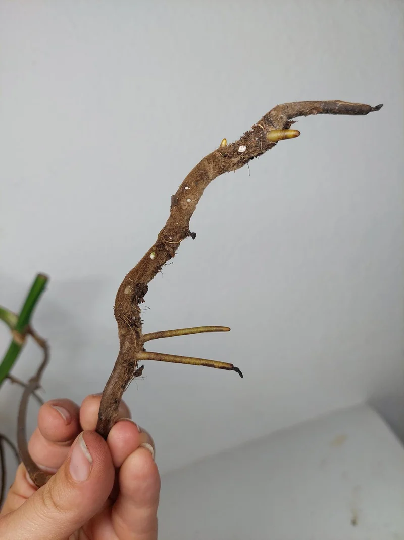 Monstera Aurea Stecklinge