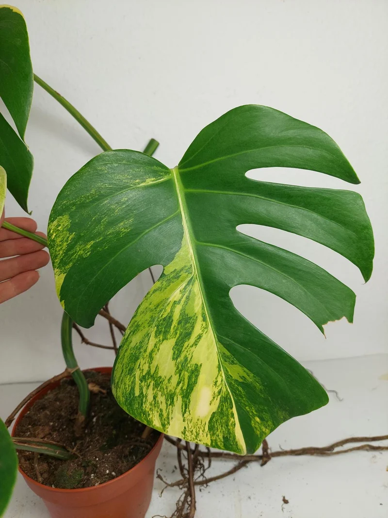 Monstera Aurea Stecklinge