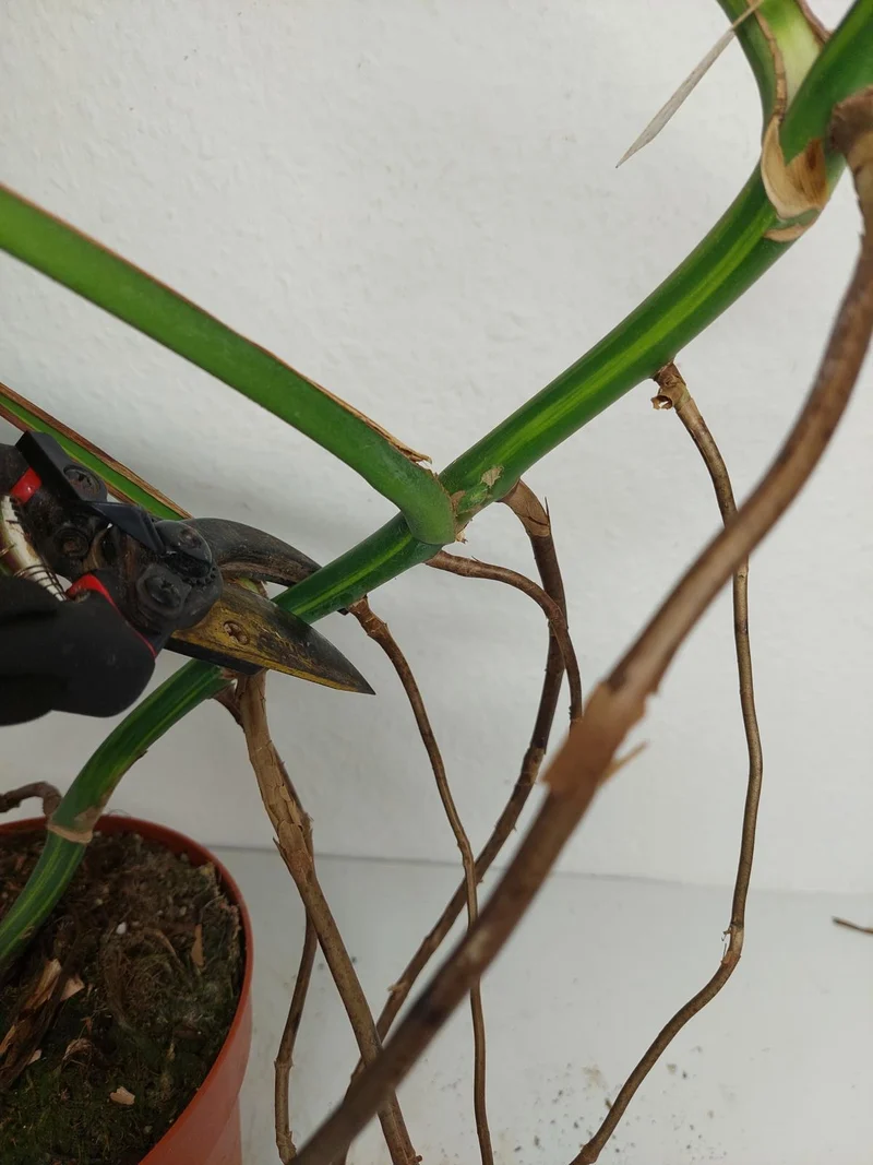 Monstera Aurea Stecklinge