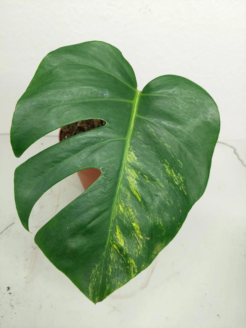 Monstera Aurea Stecklinge