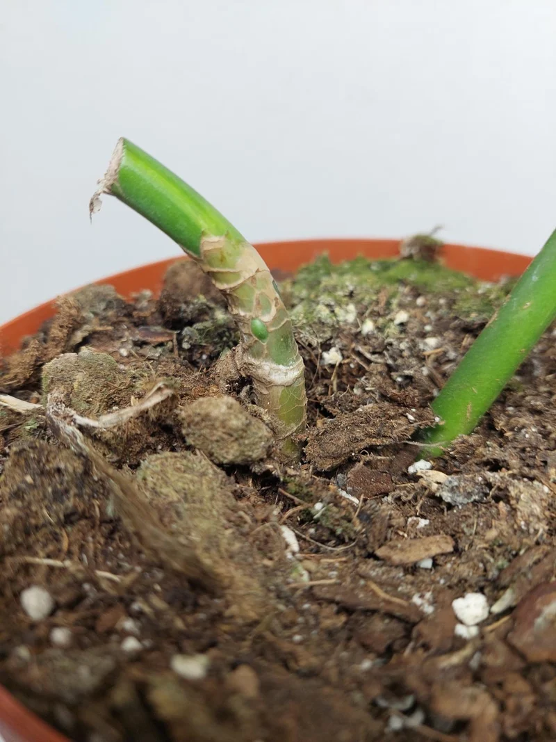 Monstera Aurea Stecklinge