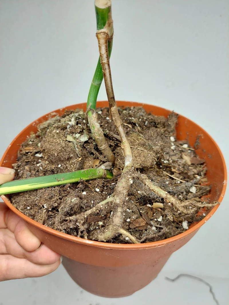 Monstera Aurea Stecklinge