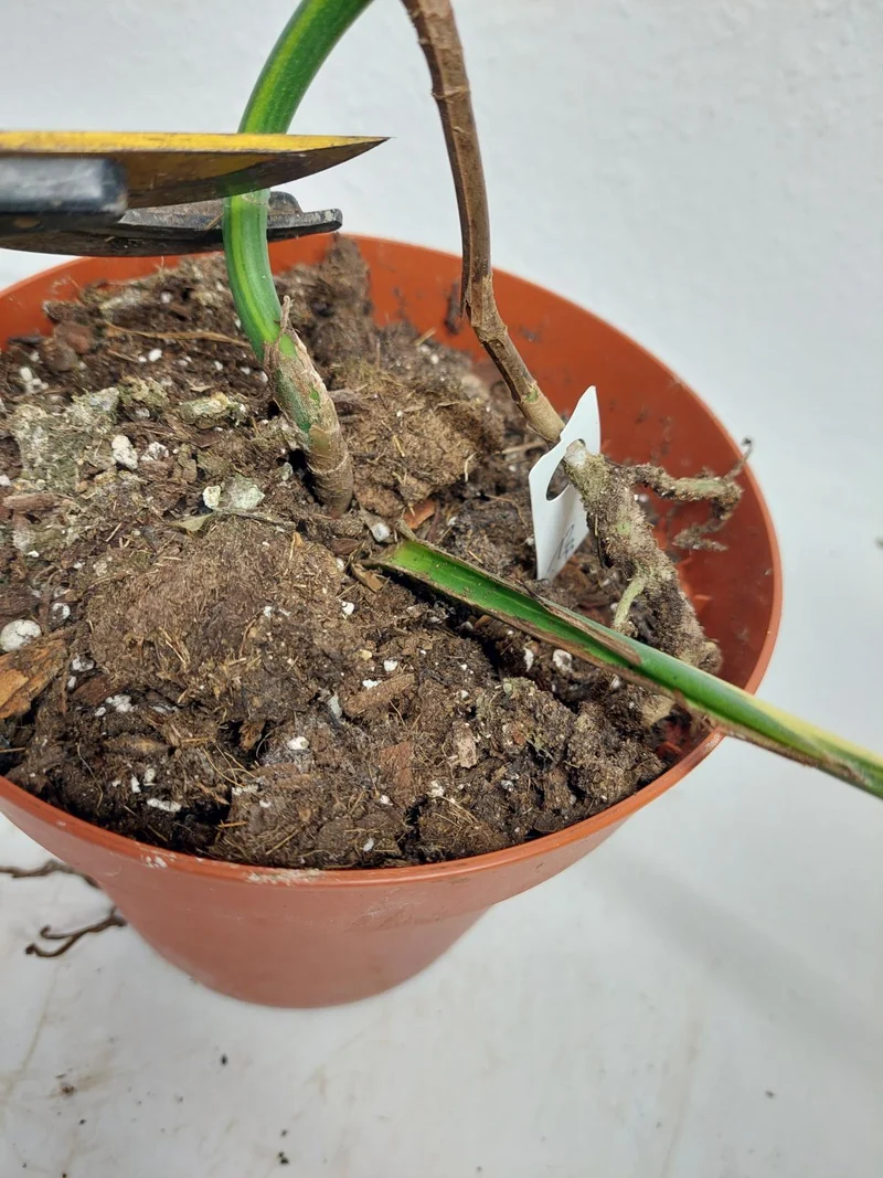 Monstera Aurea Stecklinge