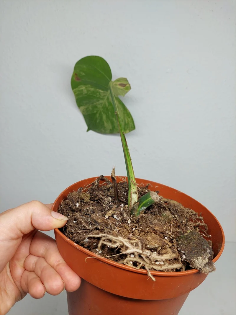 Monstera Aurea Stecklinge