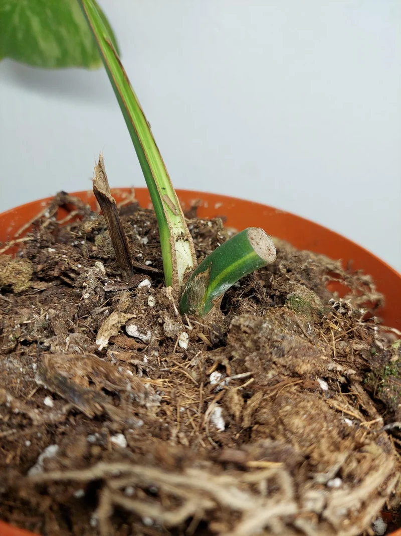 Monstera Aurea Stecklinge