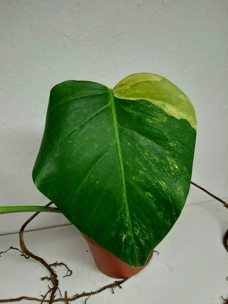 Monstera Aurea Stecklinge