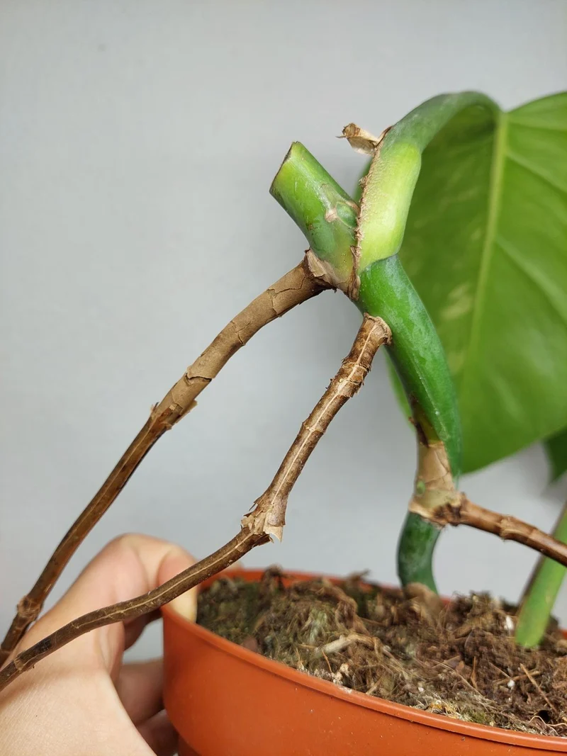 Monstera Aurea Stecklinge
