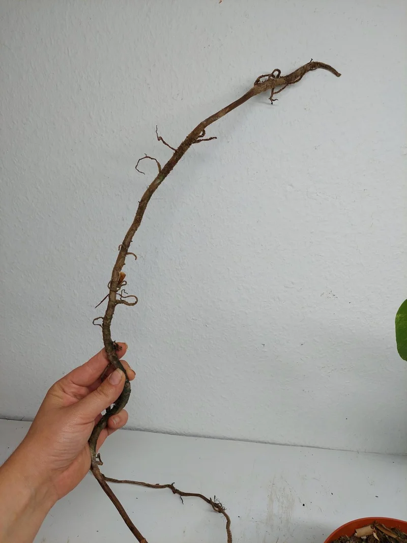 Monstera Aurea Stecklinge