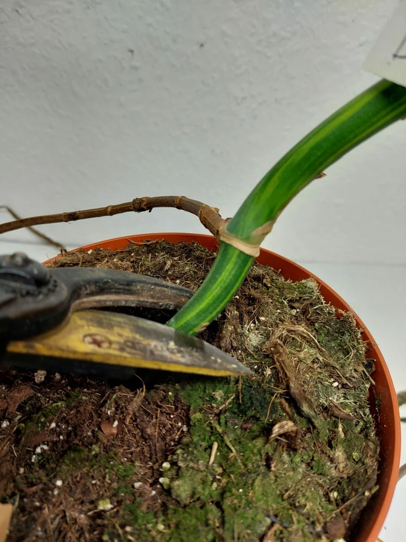 Monstera Aurea Stecklinge