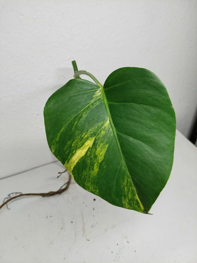 Monstera Aurea Stecklinge