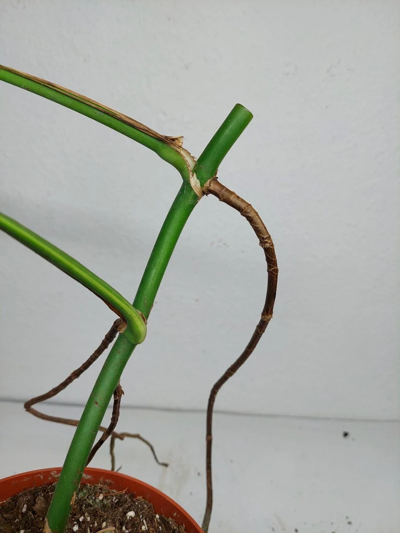 Monstera Aurea Stecklinge