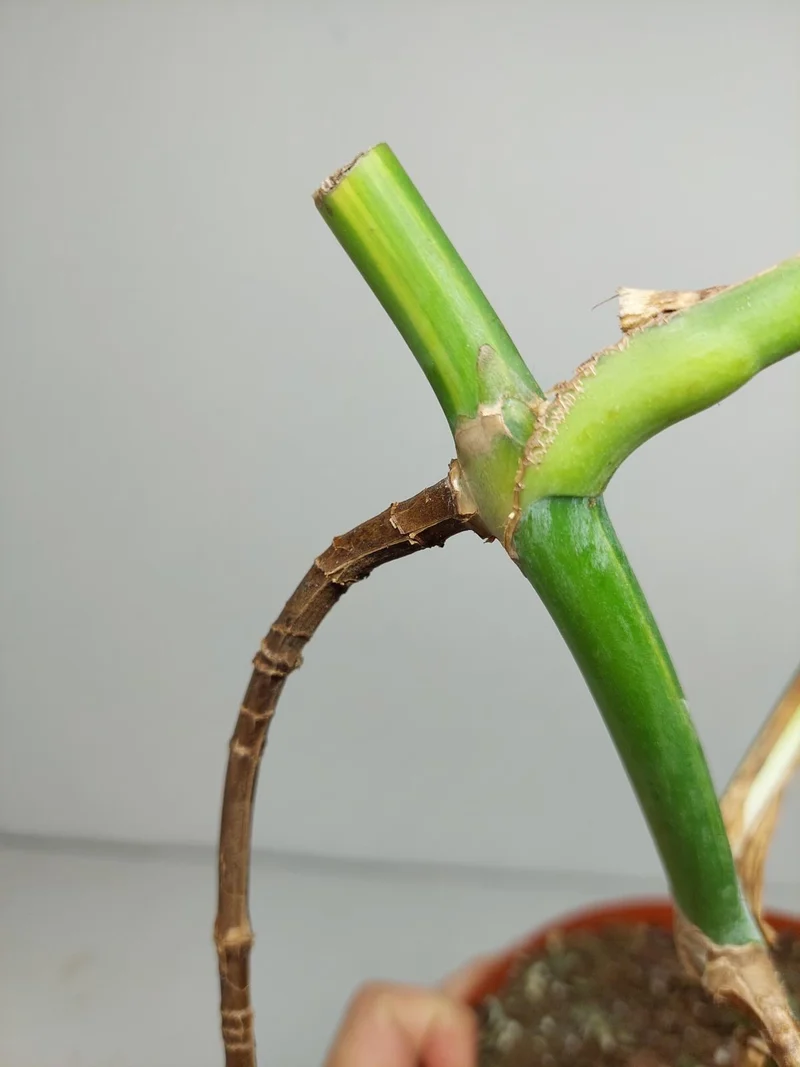 Monstera Aurea Stecklinge
