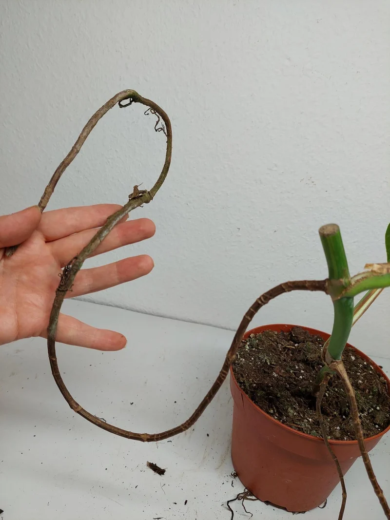 Monstera Aurea Stecklinge