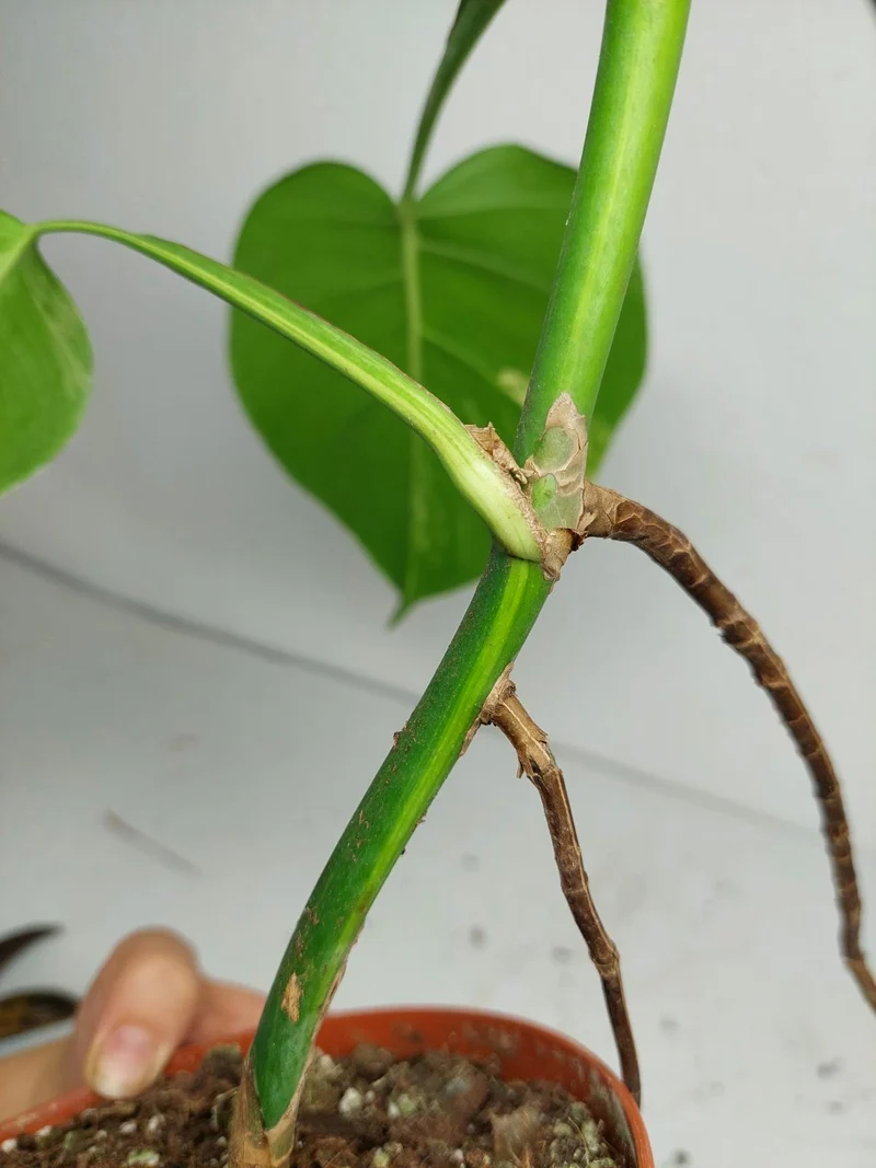 Monstera Aurea Stecklinge