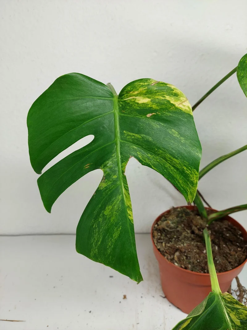 Monstera Aurea Stecklinge