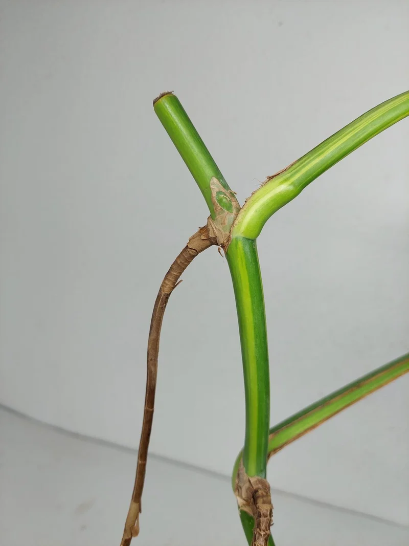 Monstera Aurea Stecklinge