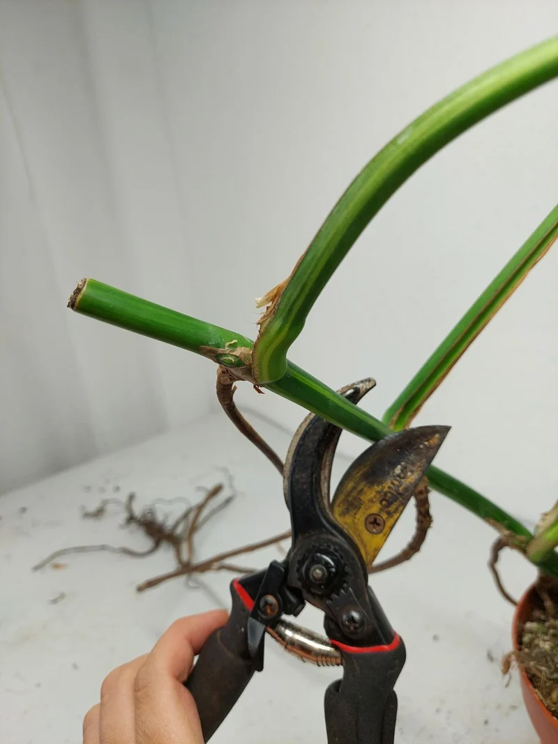 Monstera Aurea Stecklinge