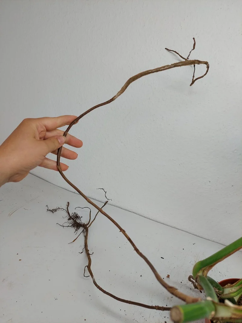 Monstera Aurea Stecklinge