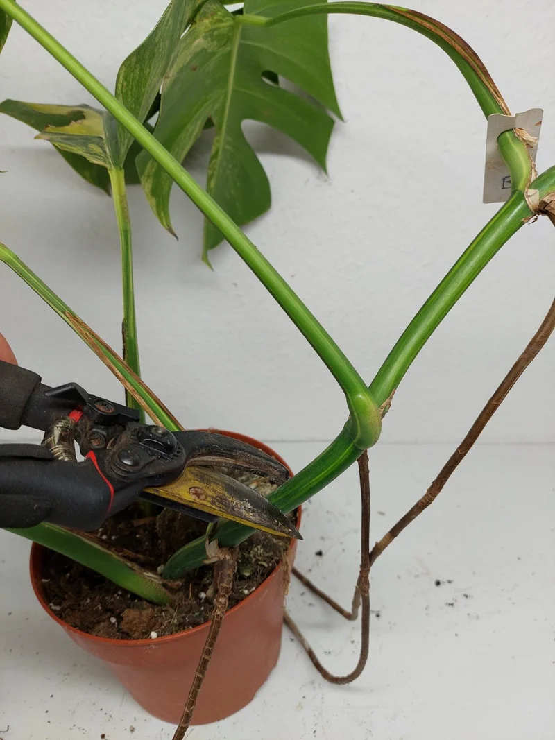 Monstera Aurea Stecklinge