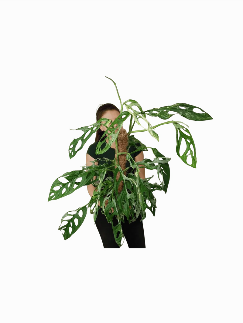 Monstera Adansonii Indonesian Marble