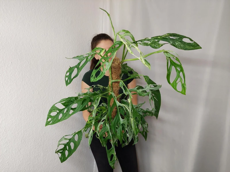 Monstera Adansonii Indonesian Marble