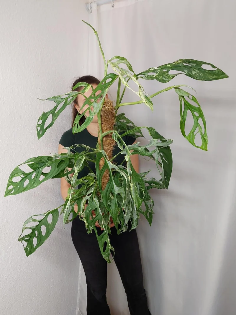 Monstera Adansonii Indonesian Marble