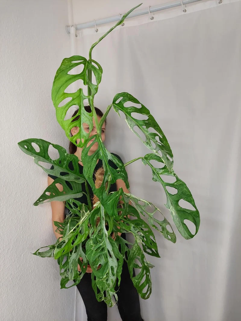 Monstera Adansonii Indonesian Marble