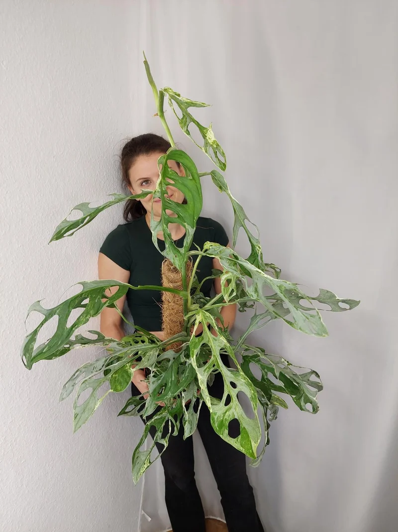 Monstera Adansonii Indonesian Marble