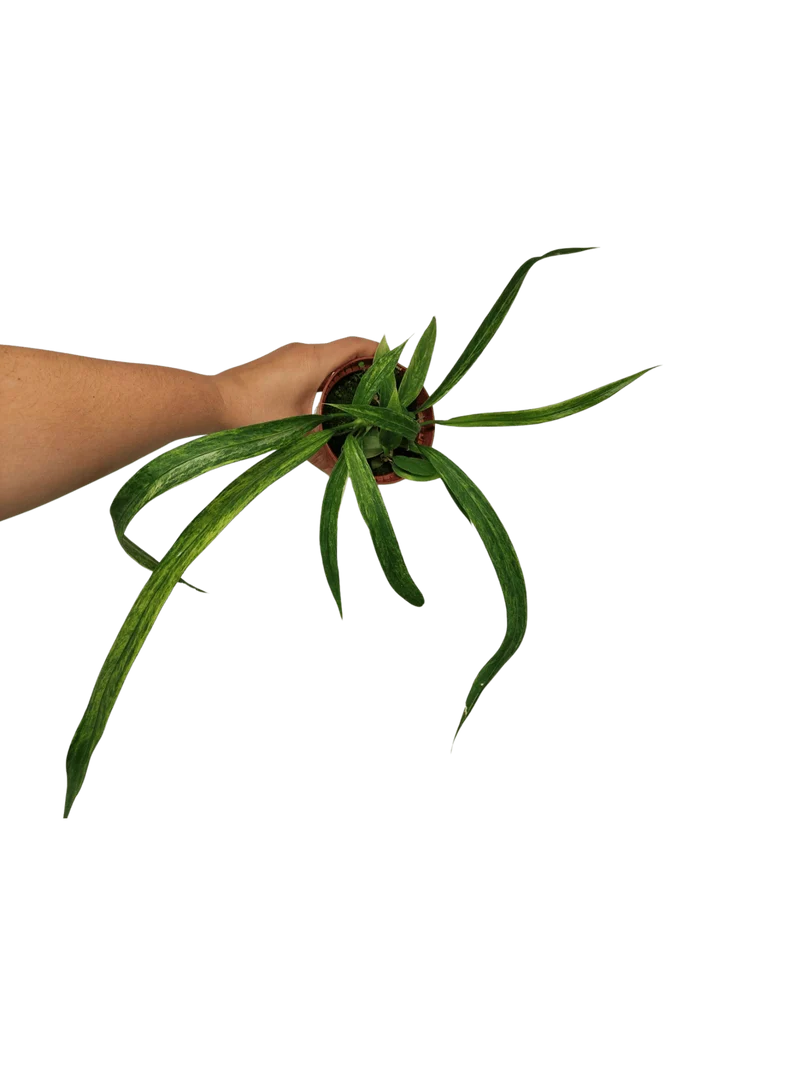 Anthurium Vittarifolium Aurea Variegata (zum aussuchen)