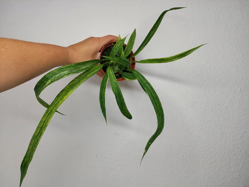 Anthurium Vittarifolium Aurea Variegata (zum aussuchen)