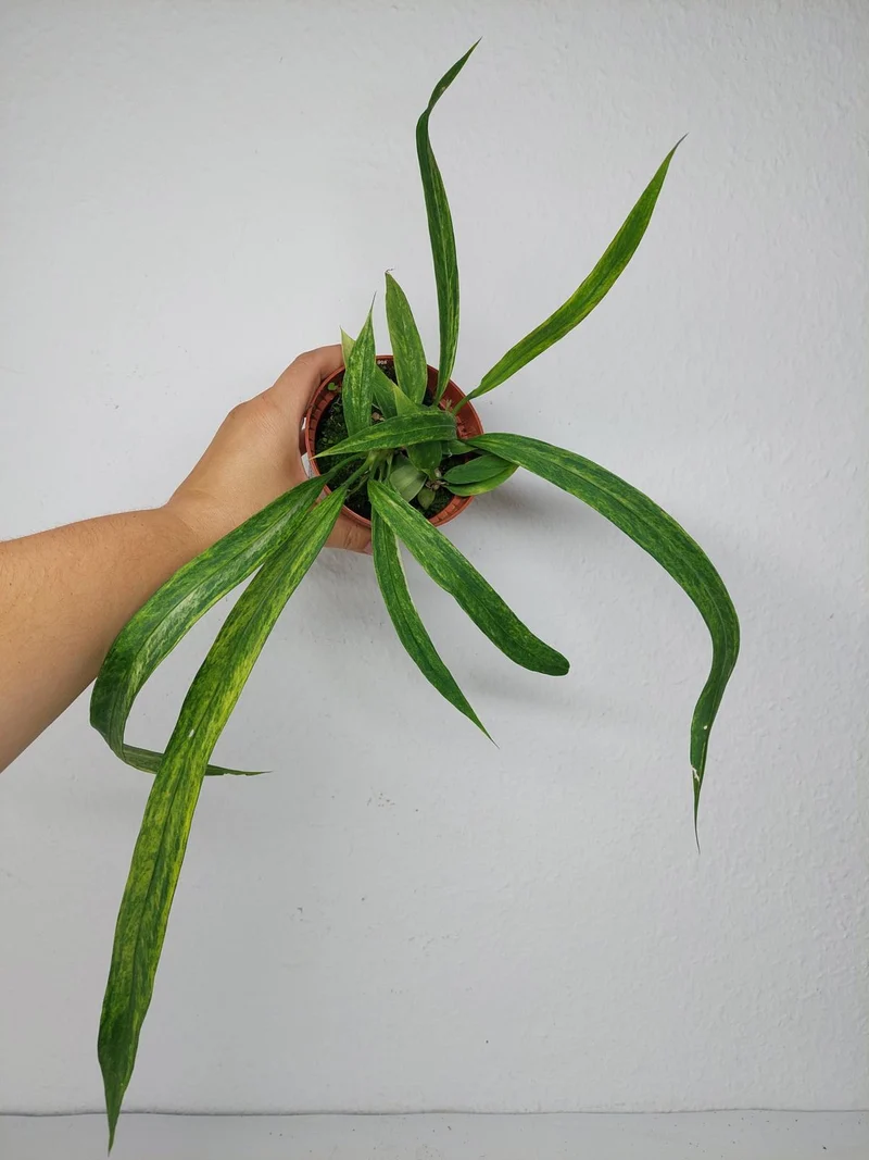 Anthurium Vittarifolium Aurea Variegata (zum aussuchen)