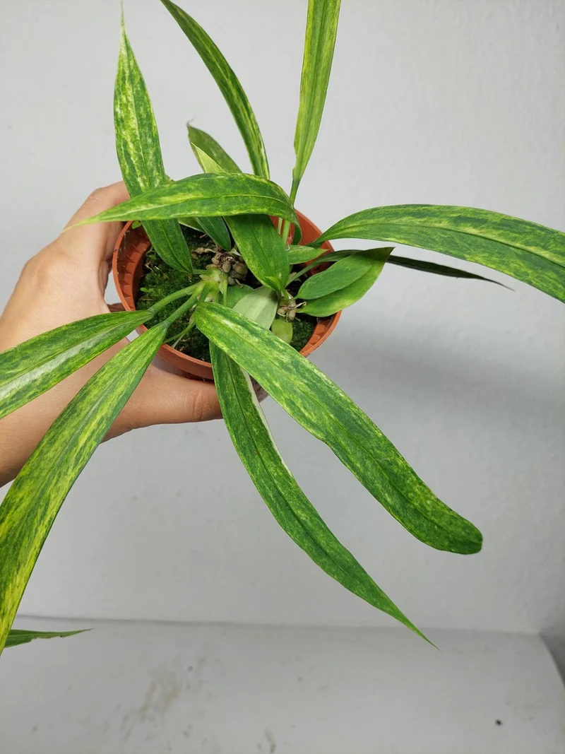 Anthurium Vittarifolium Aurea Variegata (zum aussuchen)