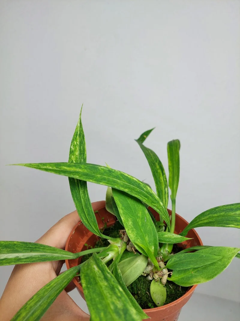 Anthurium Vittarifolium Aurea Variegata (zum aussuchen)