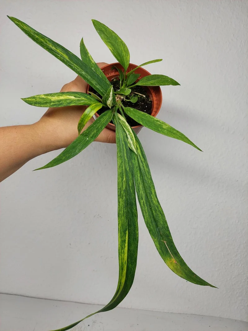 Anthurium Vittarifolium Aurea Variegata (zum aussuchen)