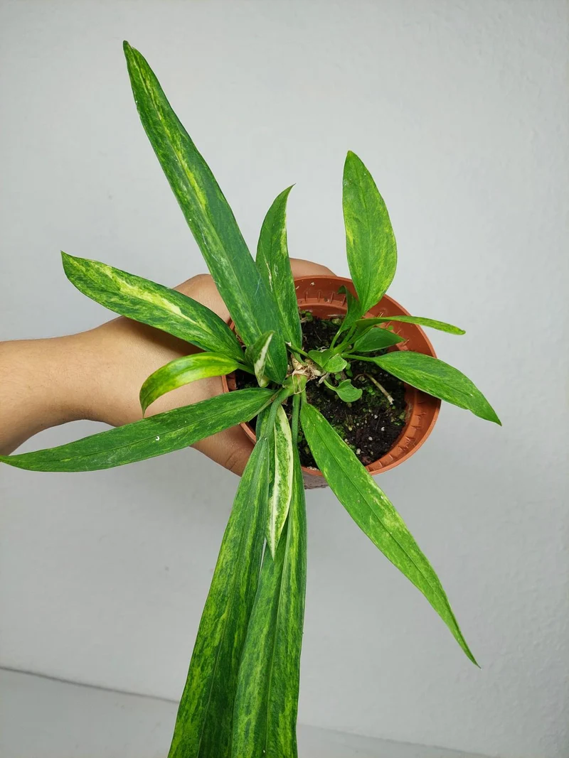 Anthurium Vittarifolium Aurea Variegata (zum aussuchen)
