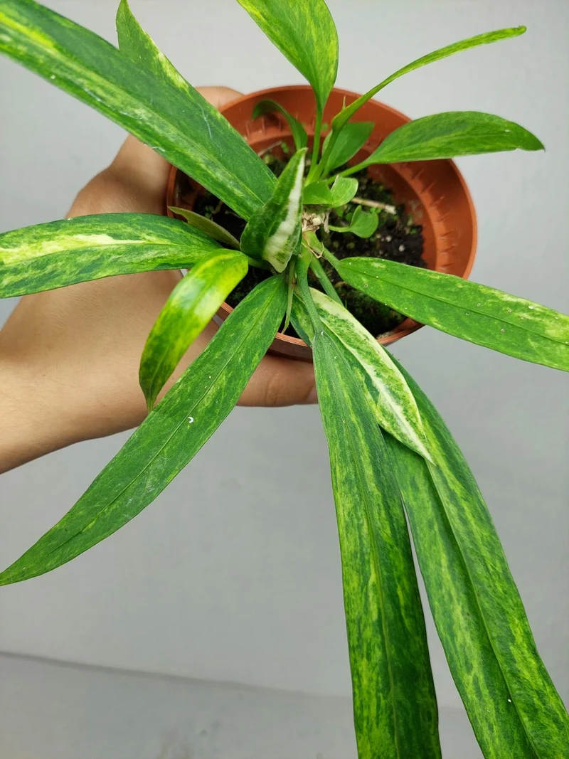 Anthurium Vittarifolium Aurea Variegata (zum aussuchen)
