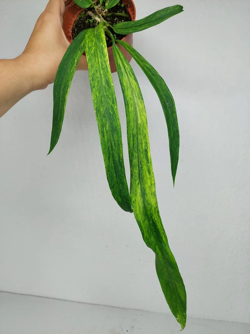 Anthurium Vittarifolium Aurea Variegata (zum aussuchen)