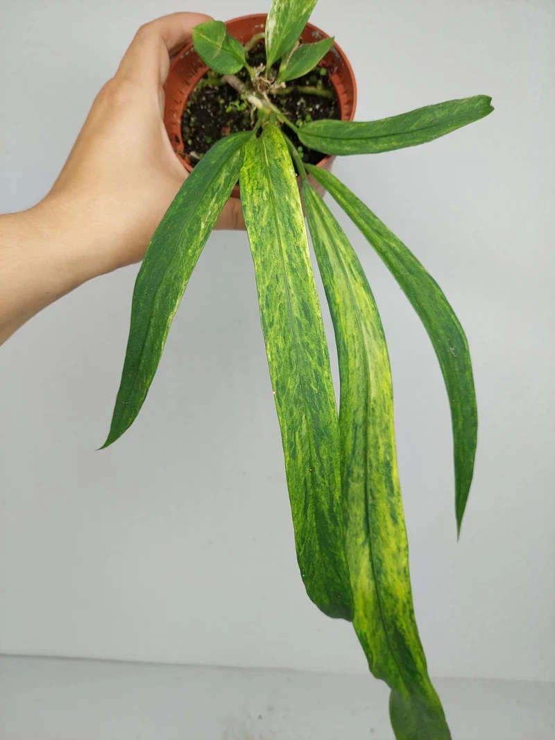 Anthurium Vittarifolium Aurea Variegata (zum aussuchen)