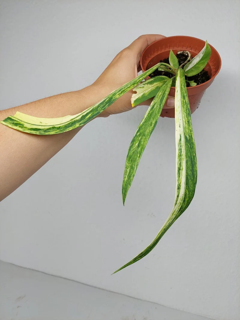 Anthurium Vittarifolium Aurea Variegata (zum aussuchen)