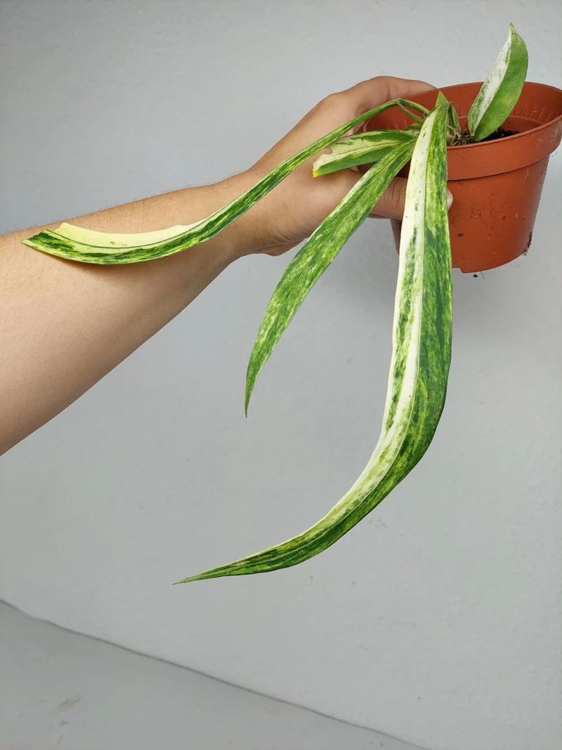 Anthurium Vittarifolium Aurea Variegata (zum aussuchen)