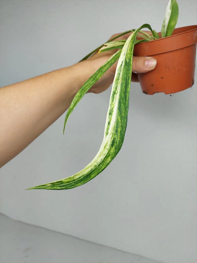 Anthurium Vittarifolium Aurea Variegata (zum aussuchen)