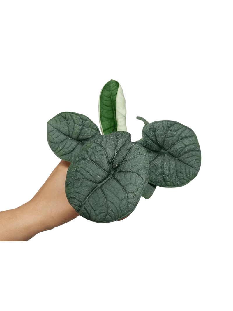 Sad Plants Alocasien