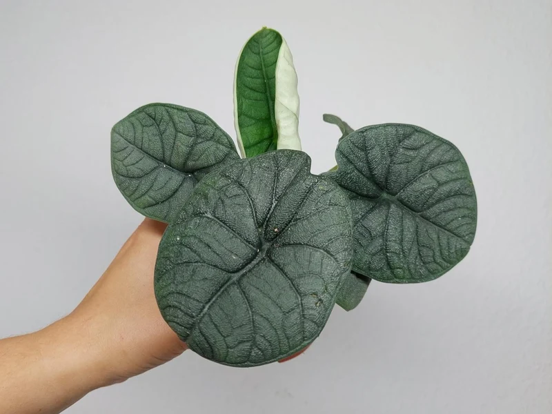 Sad Plants Alocasien