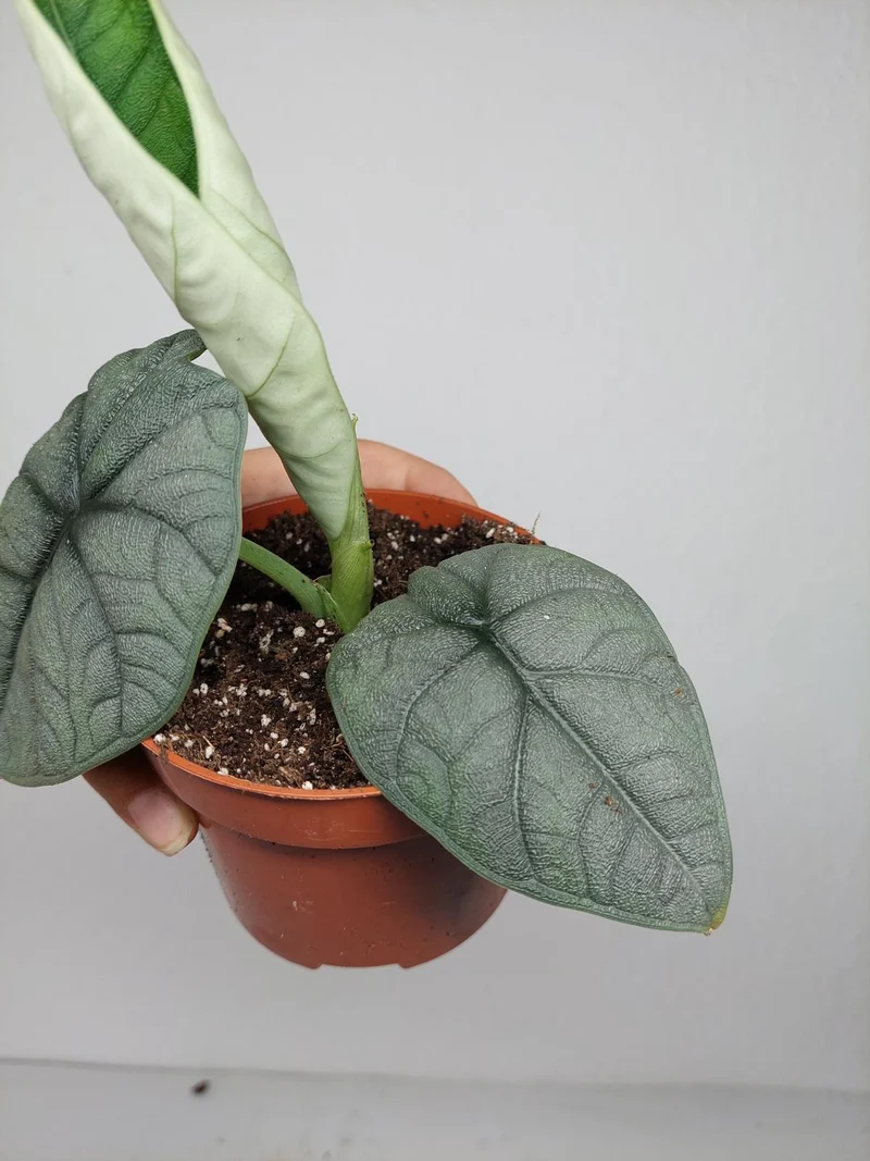 Sad Plants Alocasien