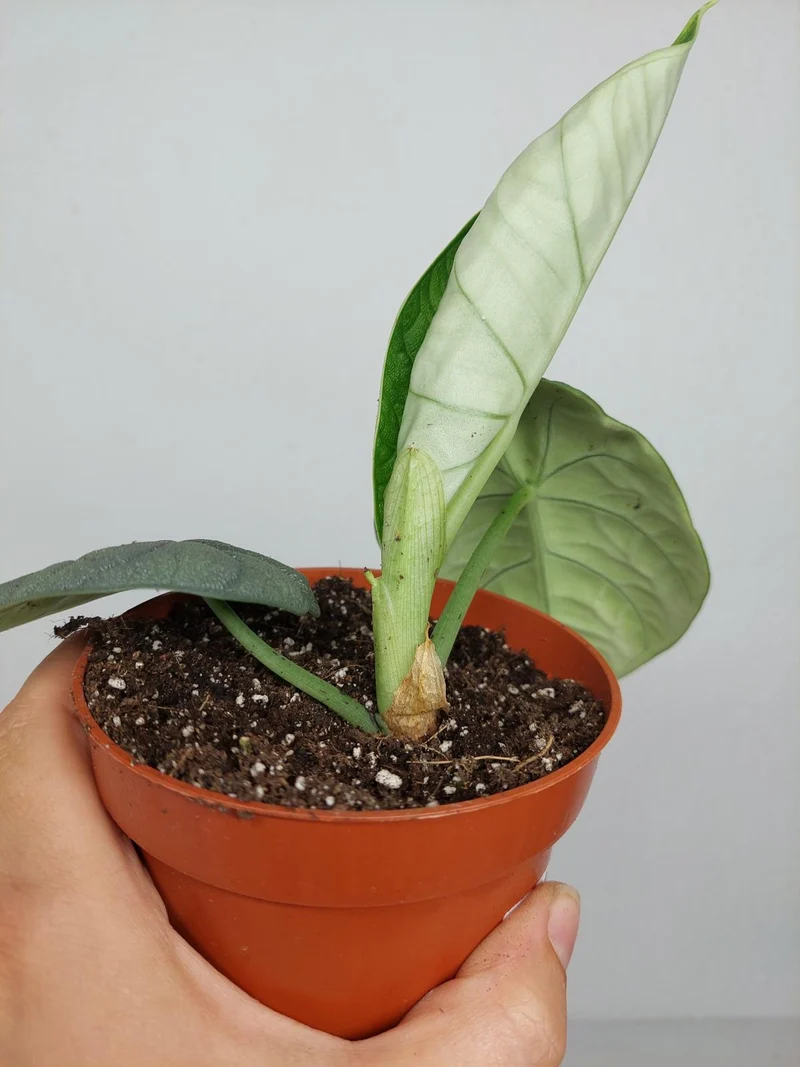 Sad Plants Alocasien