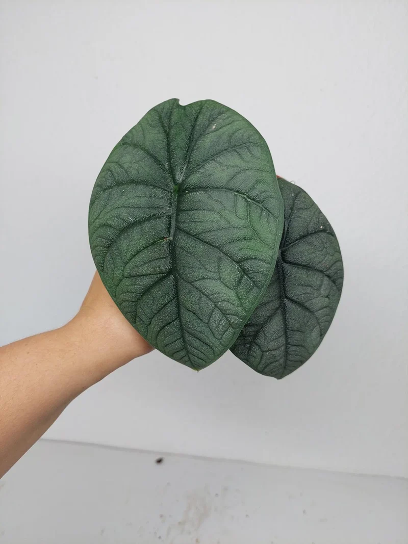 Sad Plants Alocasien