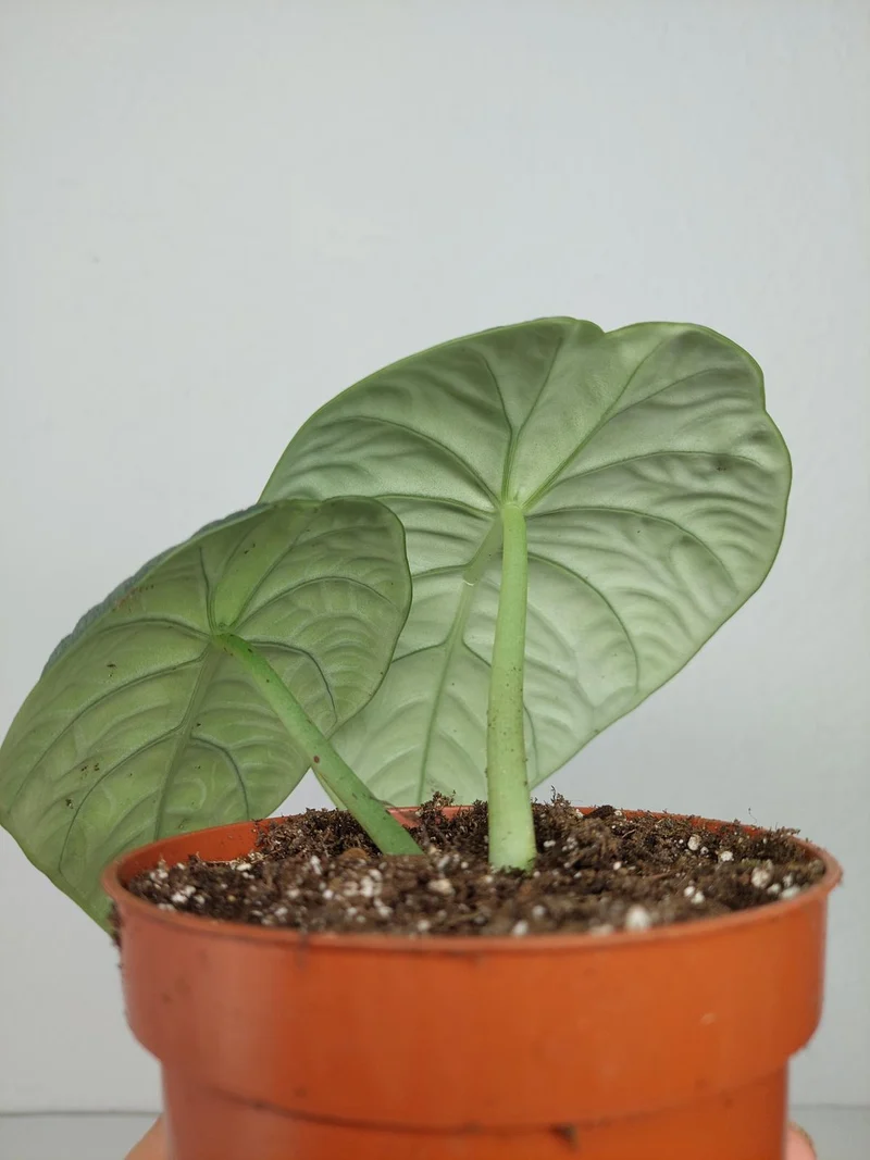 Sad Plants Alocasien
