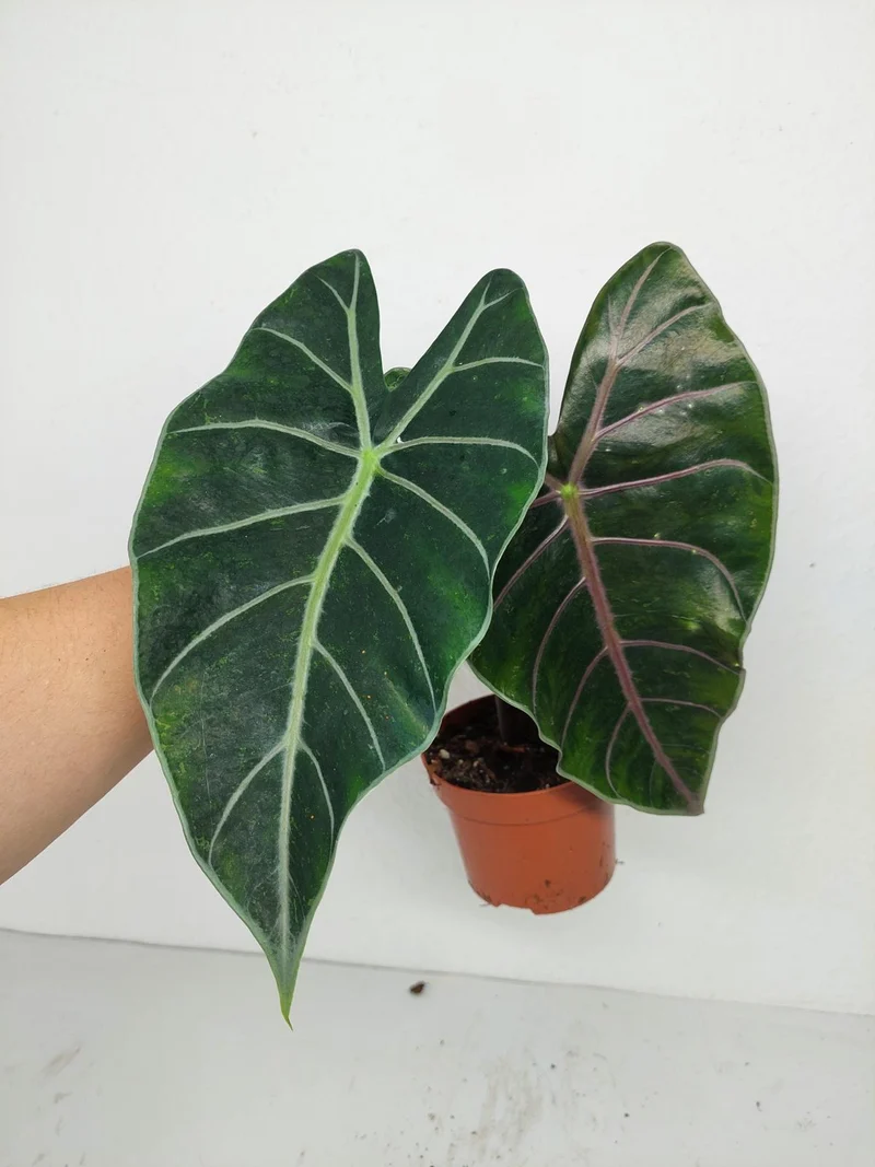 Sad Plants Alocasien
