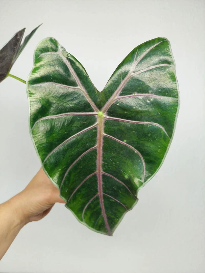 Sad Plants Alocasien
